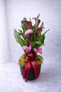 Calla Lily Plant - not available