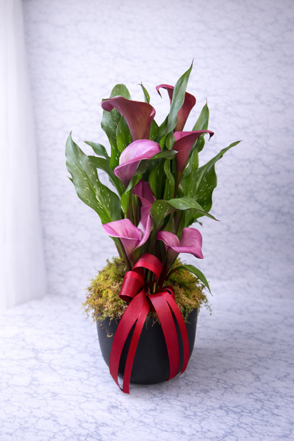 Calla Lily Plant - not available
