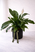 Peace Lily (Potted)