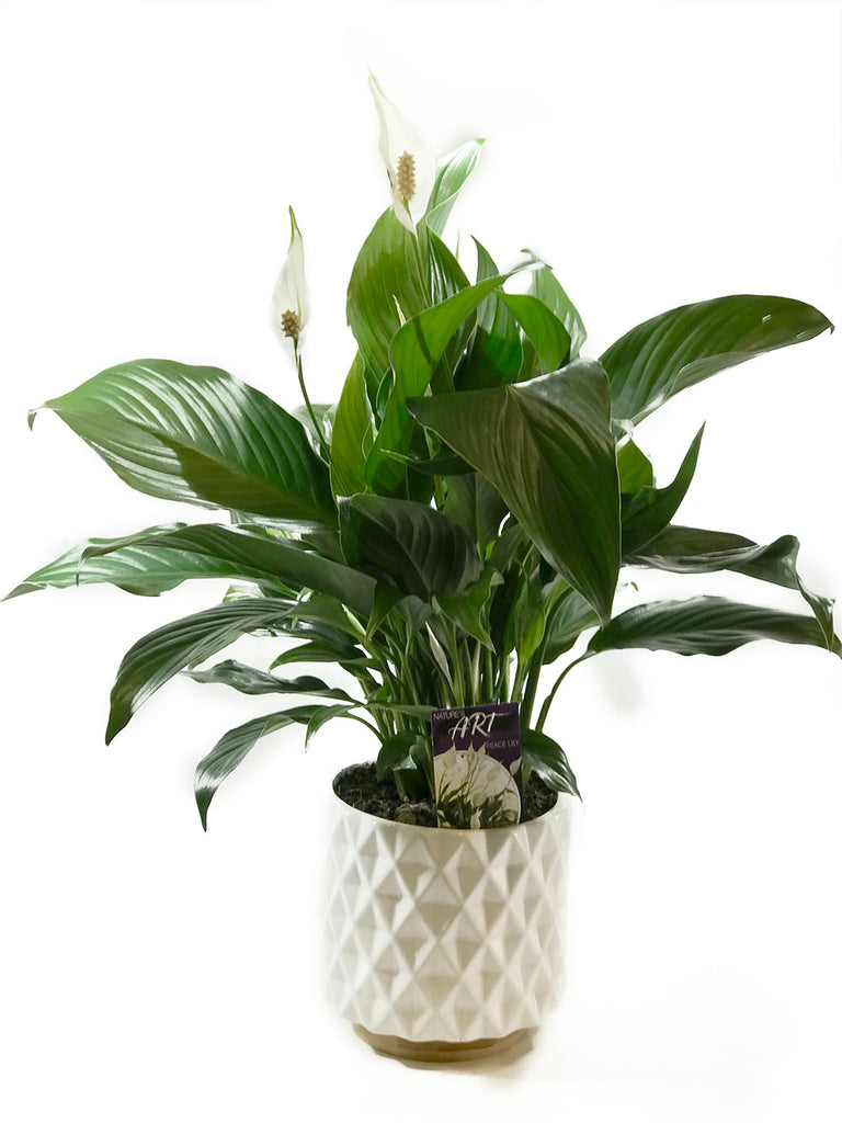 Peace Lily (Potted) - UNAVAILABLE
